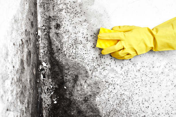 Best Commercial Mold Removal  in Depew, NY