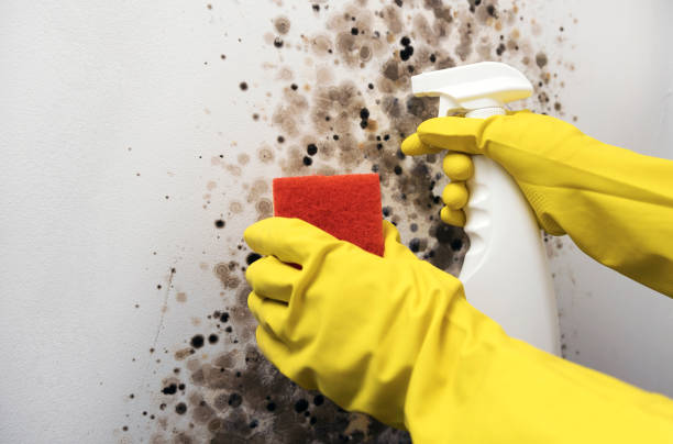 Best Attic Mold Removal  in Depew, NY